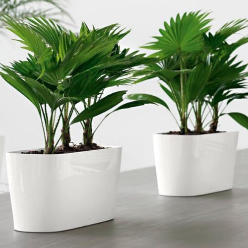 Serenoa repens 