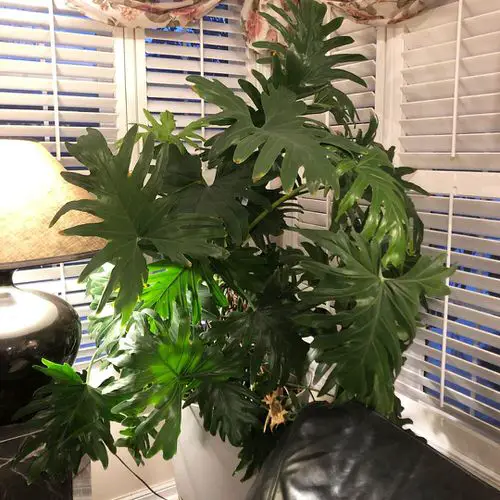 Indoor Plants that Grow Tall