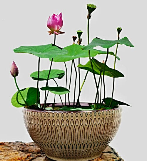 Without Soil Houseplants 

 