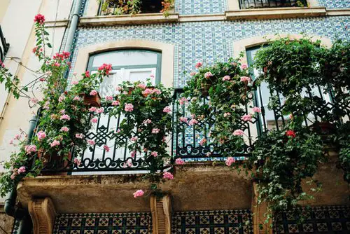 Roses Full of Antique Balcony