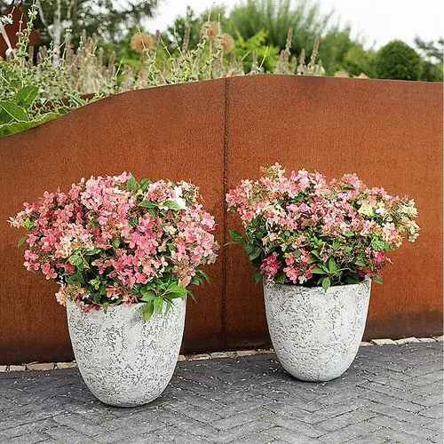 Container Gardening with Hydrangeas