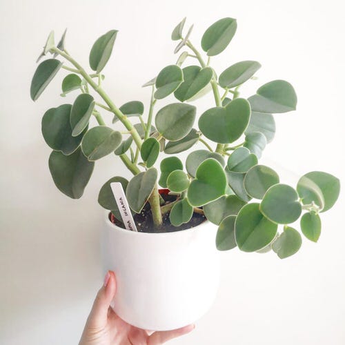 Felted PepperfaceFuzzy Foliage Houseplants 