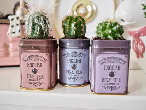 Old Tea Tins Turned Into Fabulous Indoor Plant Homes