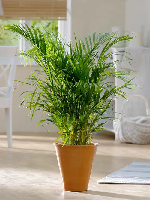 Dypsis lutescens Plants that are Literally Oxygen Bombs
