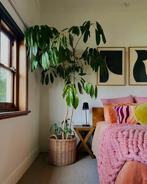 Indoor Plants that Grow Tall