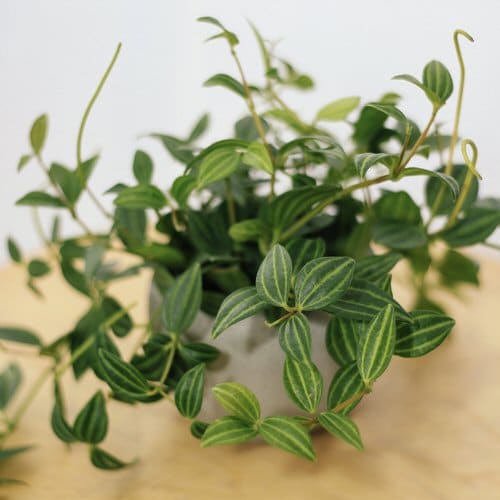 Best Climbing Houseplants 