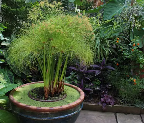 Small Water Plants for Mini Container