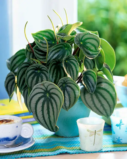 Grow in Shallow Containers