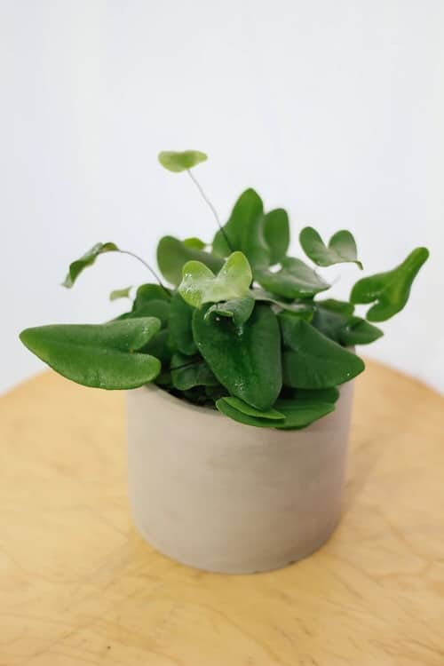 Romantic Indoor Plants