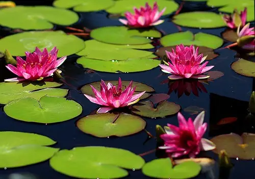 Miniature Water Lily Varieties 6