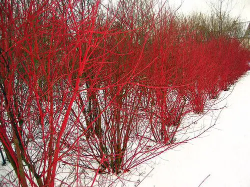 Plants You Can Grow Instead of a Fence for Privacy and Lush Green Look 6