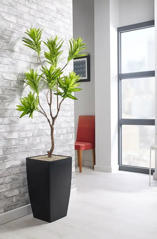 Best Dracaena Varieties for Indoors 11
