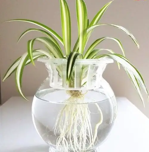 Without Soil Houseplants 
