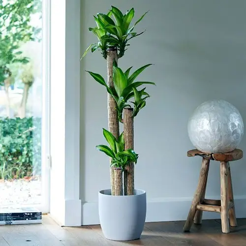 Beautiful Straight Growing Houseplants
