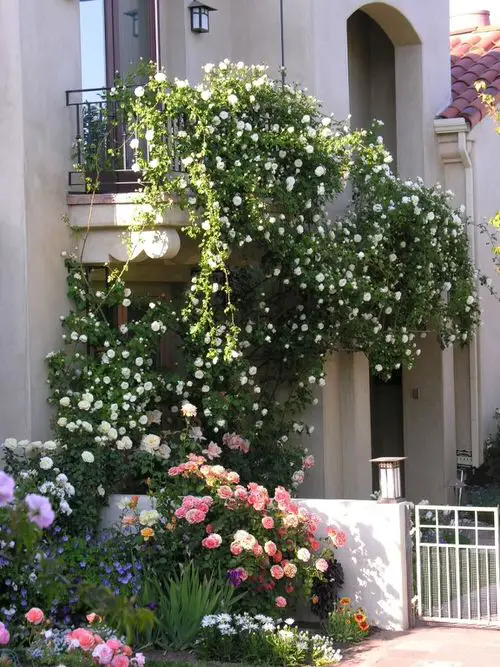 Balcony Rose Garden Pictures
