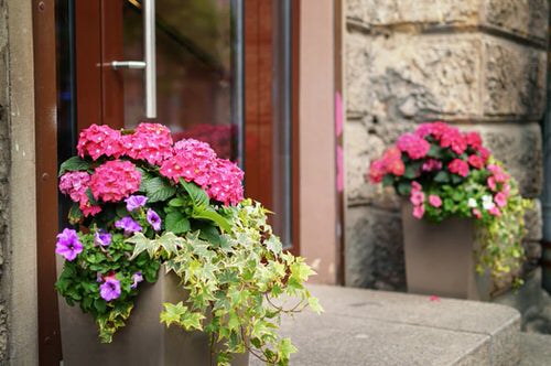 Entrance with Colorful Flower Pots