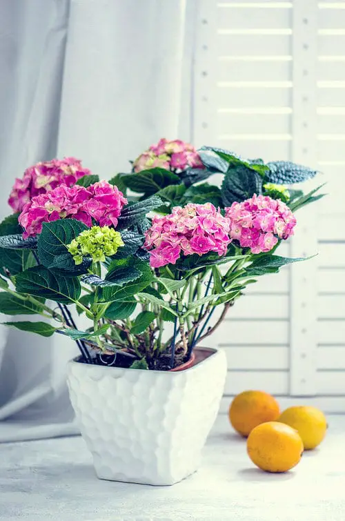 Container Gardening with Hydrangeas