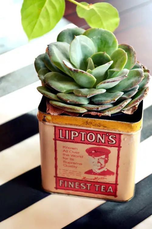 Old Tea Tins Turned Into Fabulous Indoor Plant