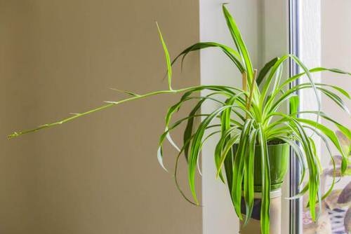 Air Purifying Plant in a Bedroom