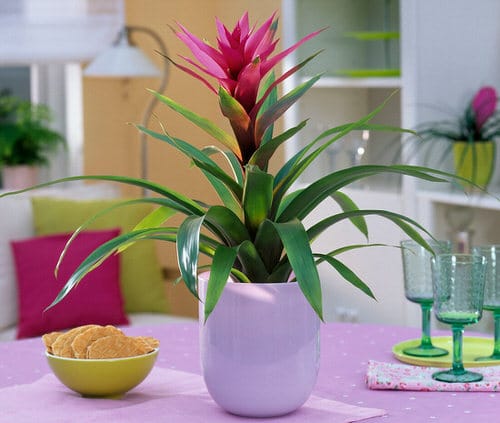 Grow in Shallow Containers