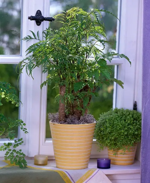 Polyscias filicifolia Indoor Plants with Fanciful Cut Foliage 