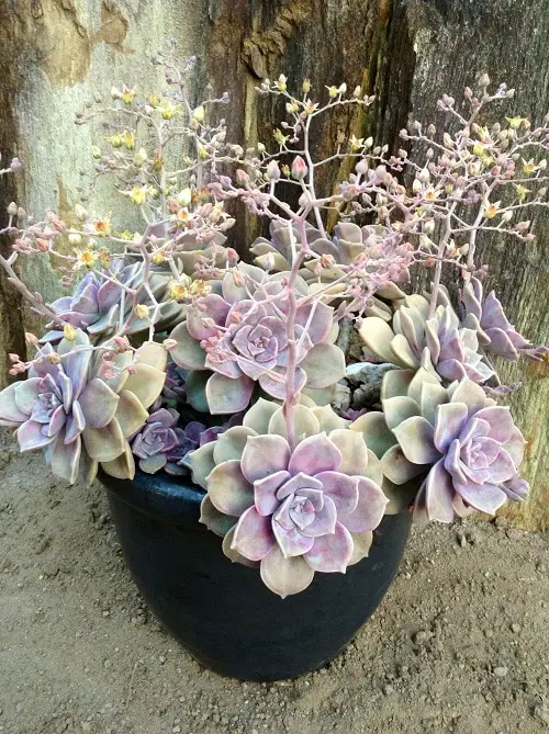Rose Color Houseplants 