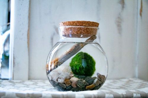 Without Soil Houseplants 

