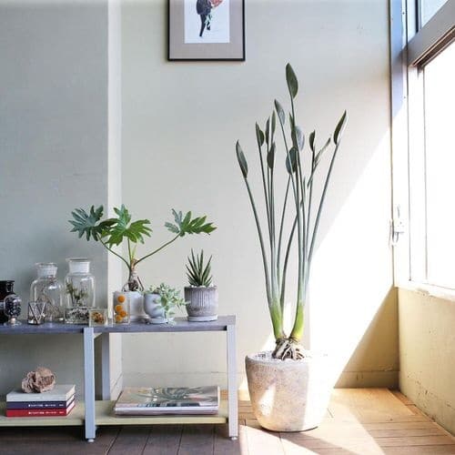 Straight Growing Houseplants 