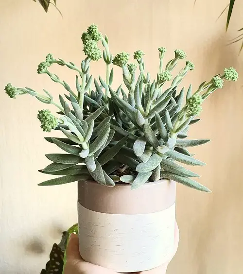 Fuzzy Foliage Houseplants  Plants with Soft Leaves