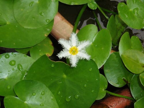 Small Water Plants for Mini Container