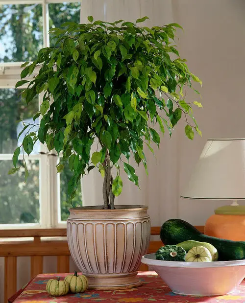 Ficus benjamina  Plants that are Literally Oxygen Bombs 6