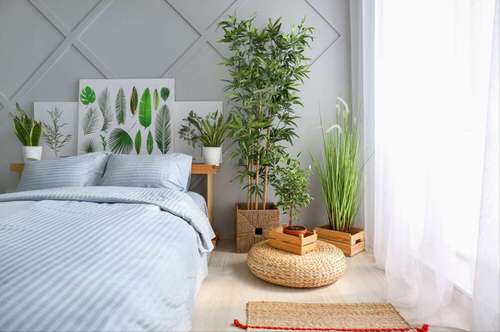 Indoor Plant Bedroom Pictures 