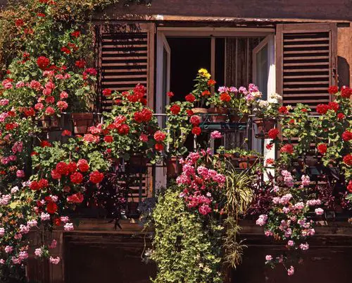 Balcony Rose Garden Pictures