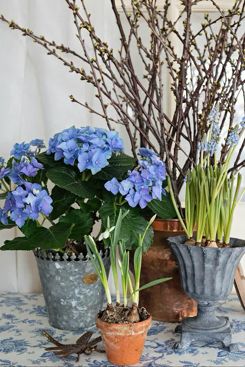 Container Gardening with Hydrangeas