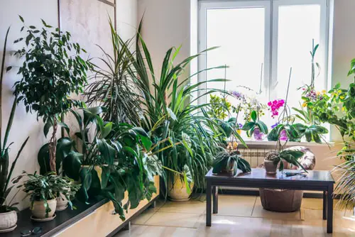 A Corner Jungle