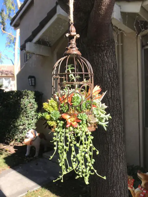 Succulent Garden Ideas 