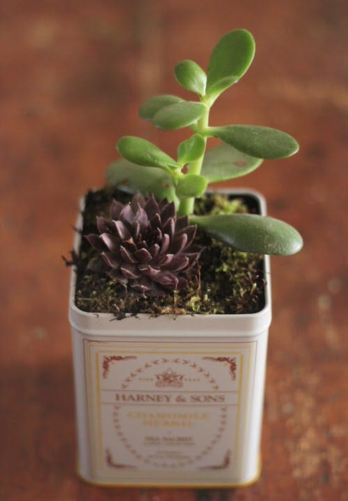 Old Tea Tins Turned Into Fabulous Indoor Plant Homes