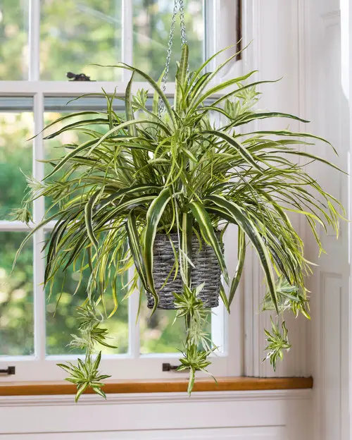 Hanging Basket