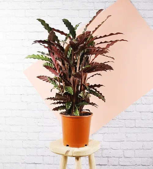 Plants with Fanciful Cut Foliage
