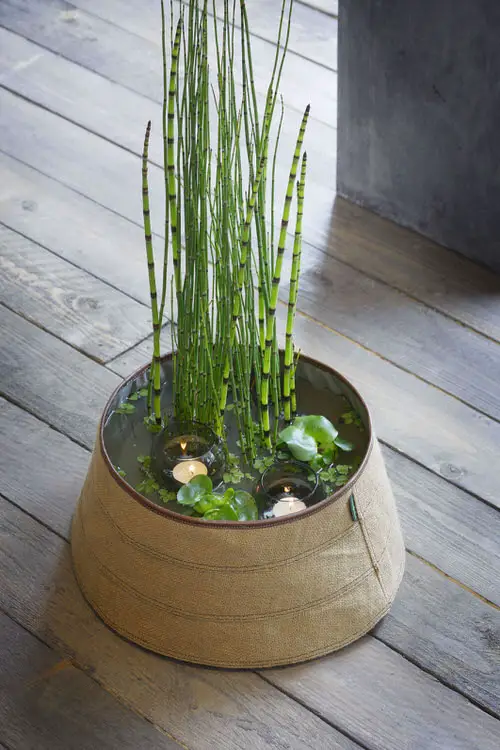 Small Water Plants for Mini Container Water Gardens 
