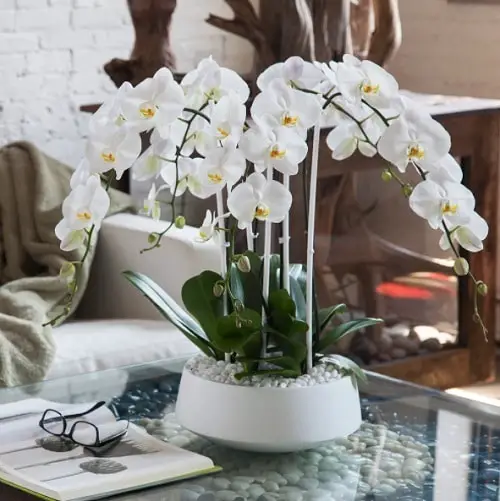 Romantic Indoor Plants
