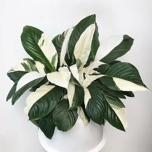 Types of Peace Lily 7