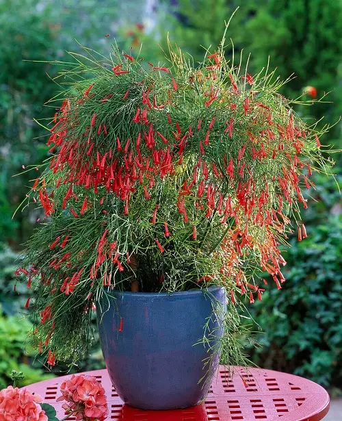 Unique Indoor Plants that Look Like Hair Strands 7