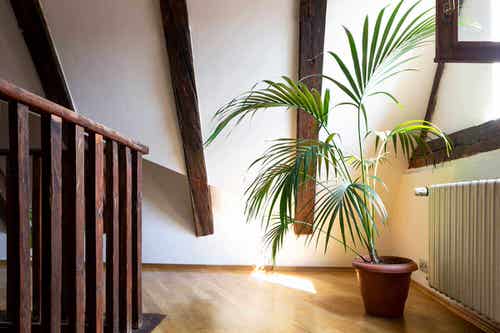 Attic Rooms with Plants Pictures