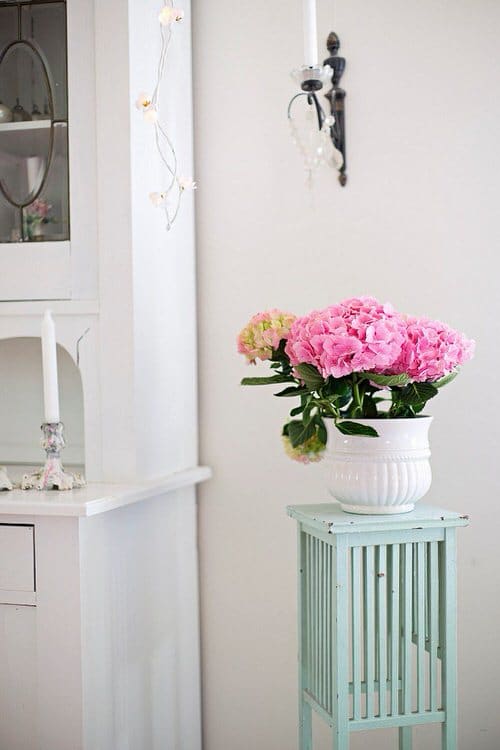 Gardening with Hydrangeas
