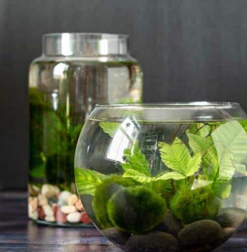 An Indoor Water Garden