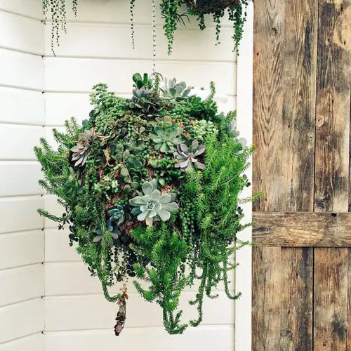 Succulent Garden Ideas 