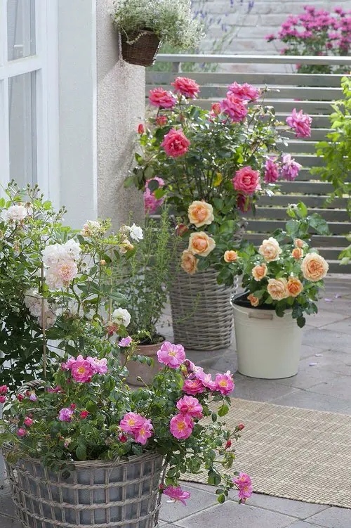Roses in Jute Baskets