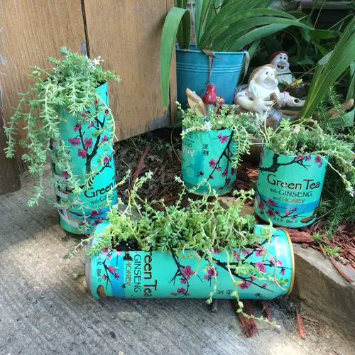Old Tea Tins Turned Into Planter