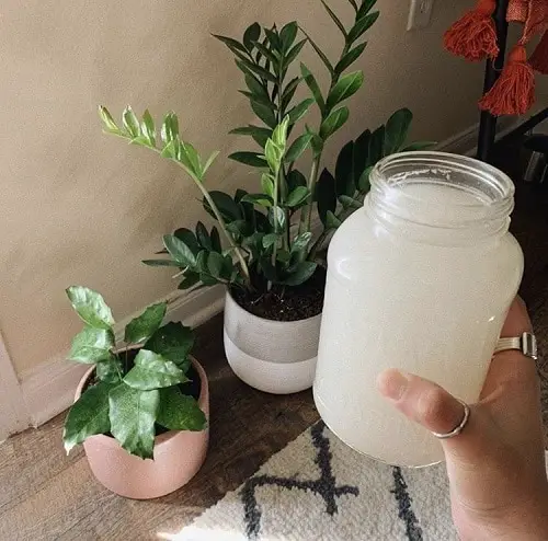 Plant Parenting Hacks You Should Know